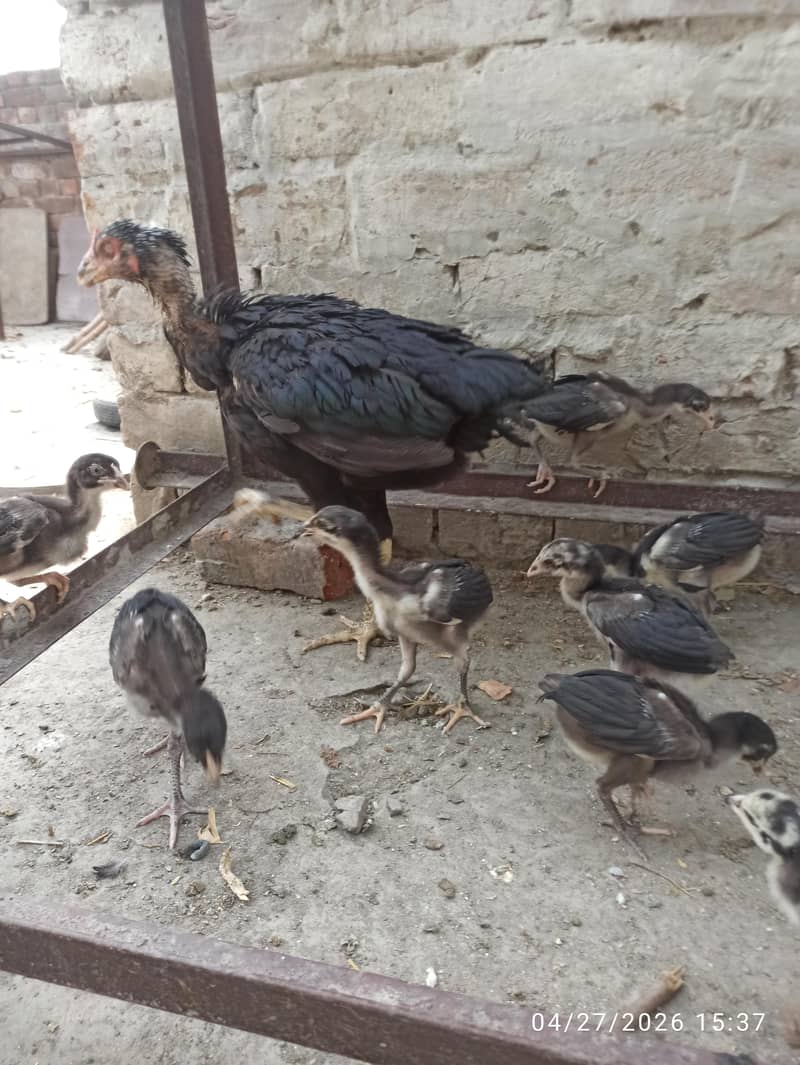 Aseel Chicks 0