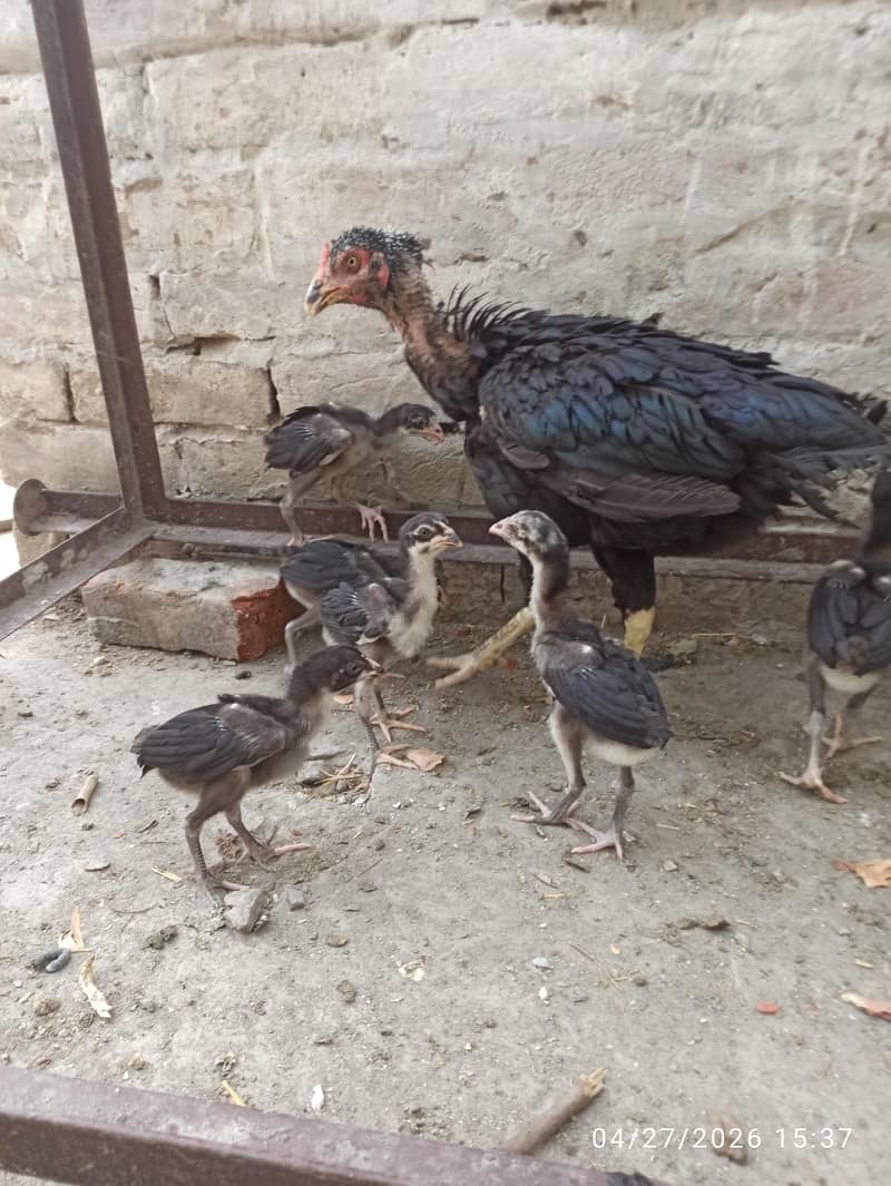 Aseel Chicks 1