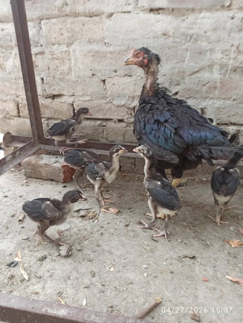 Aseel Chicks 2