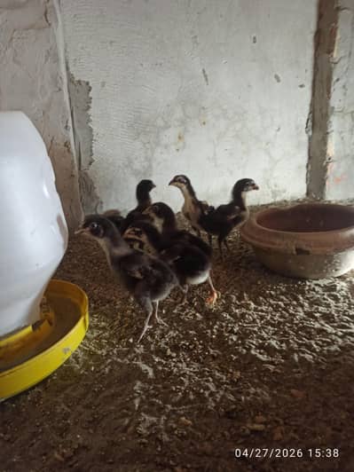 Aseel Chicks