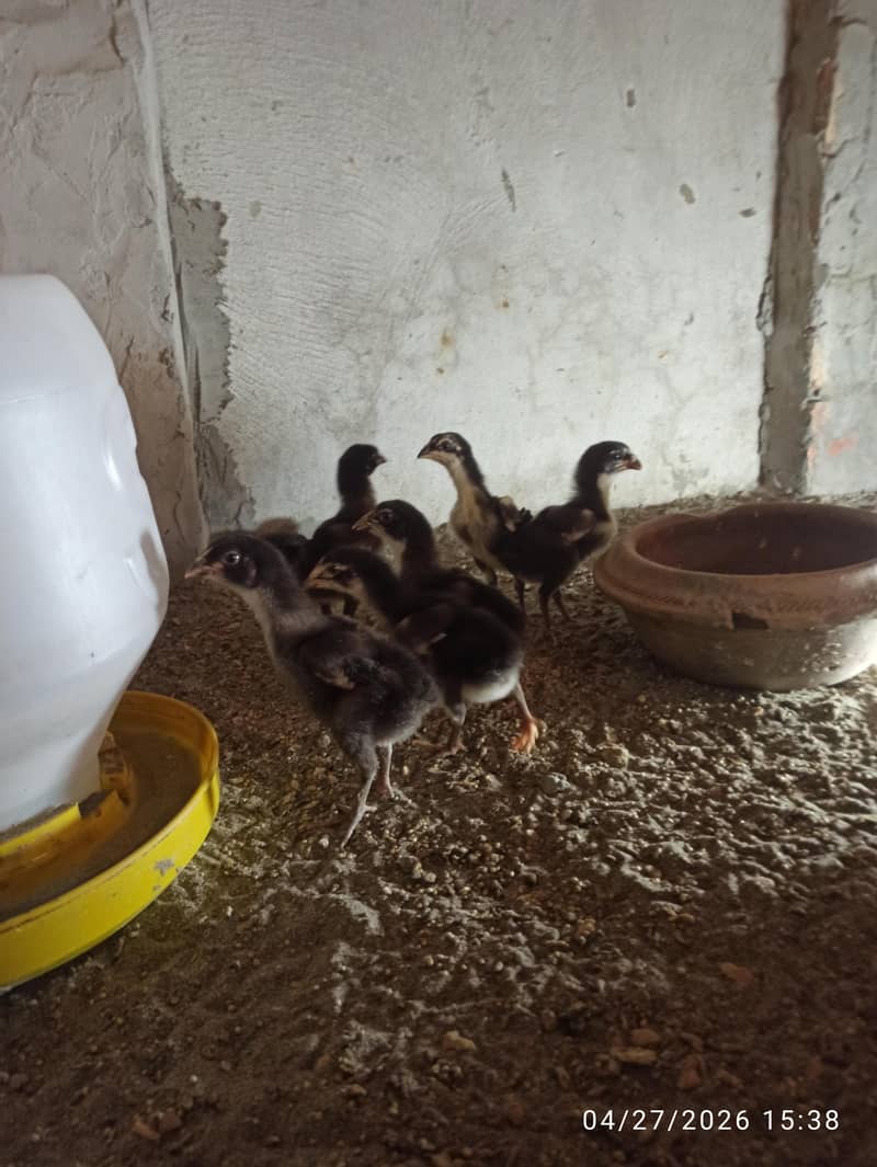 Aseel Chicks 3