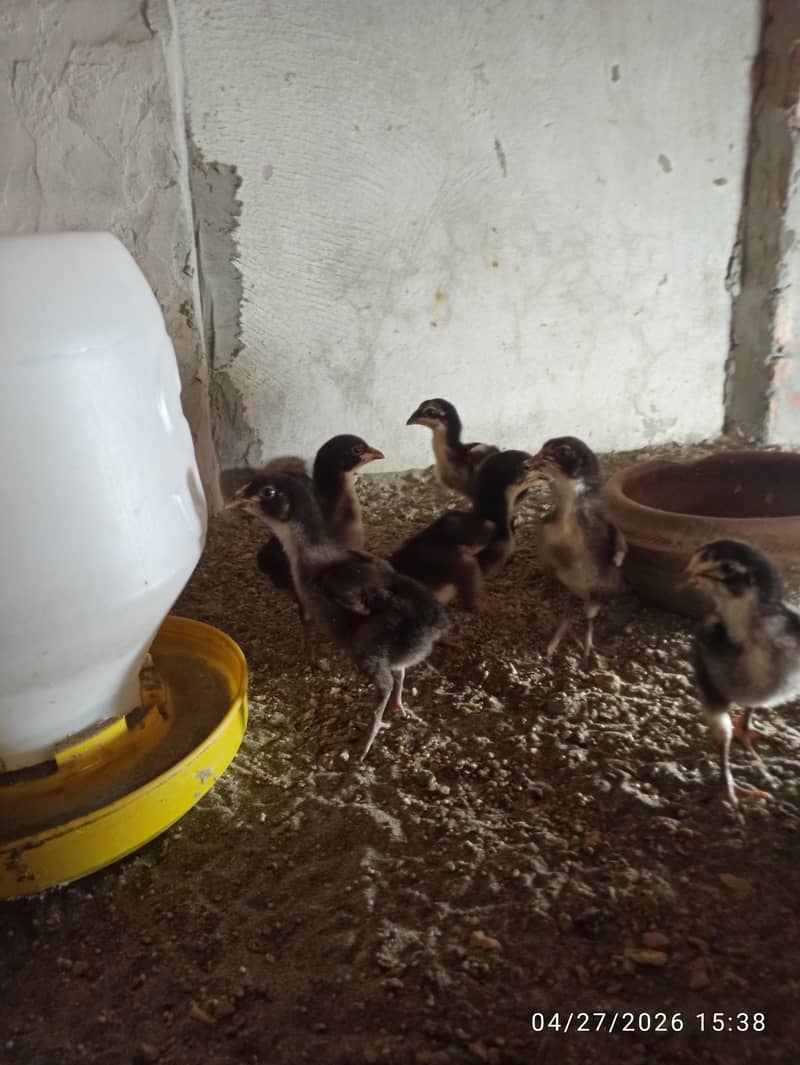 Aseel Chicks 4