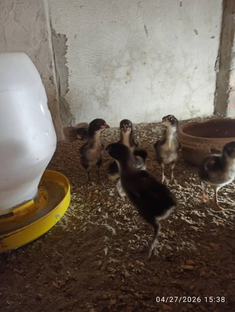 Aseel Chicks 5