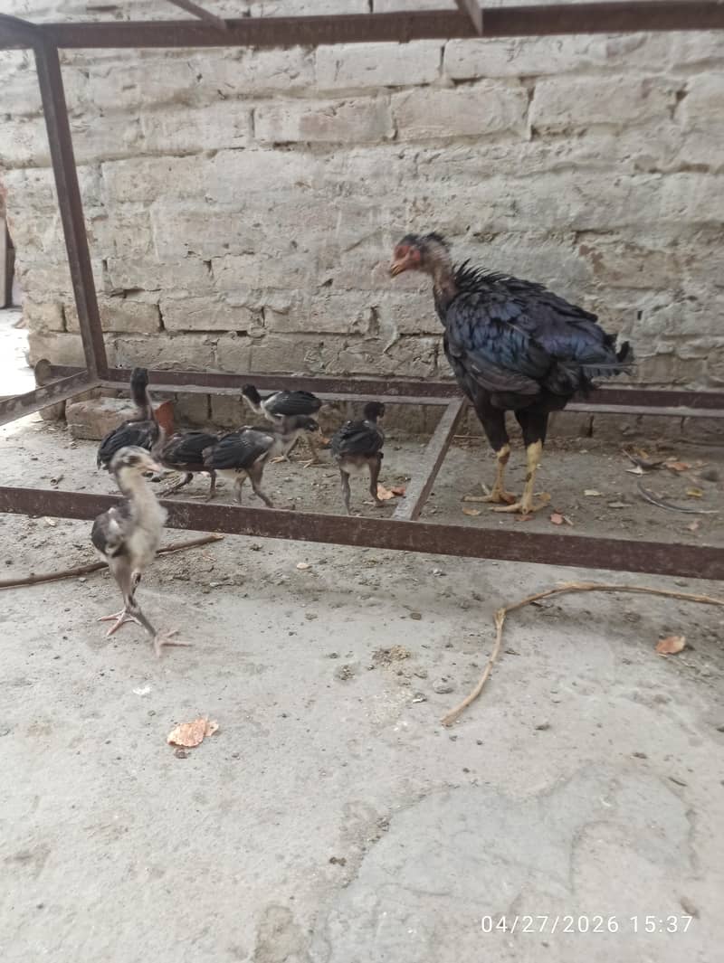Aseel Chicks 6