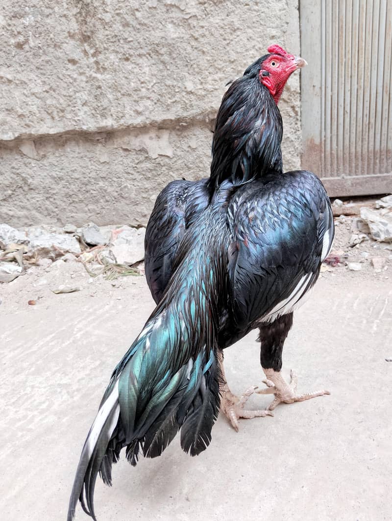 mushka 2