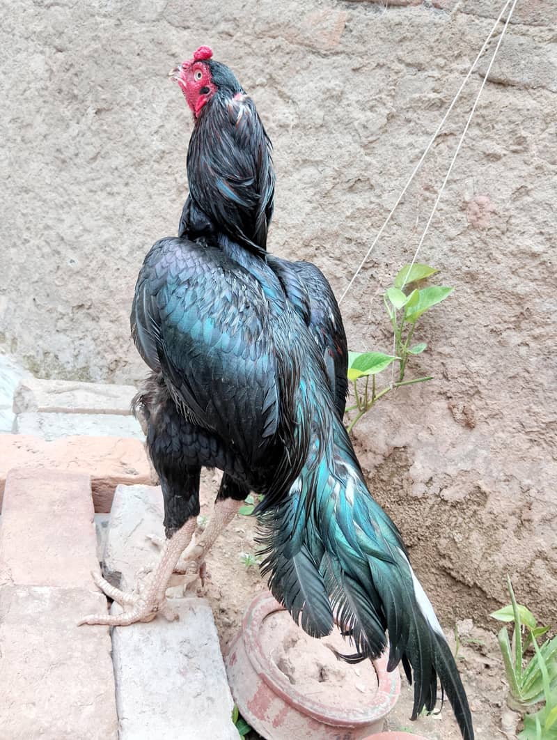 mushka 3