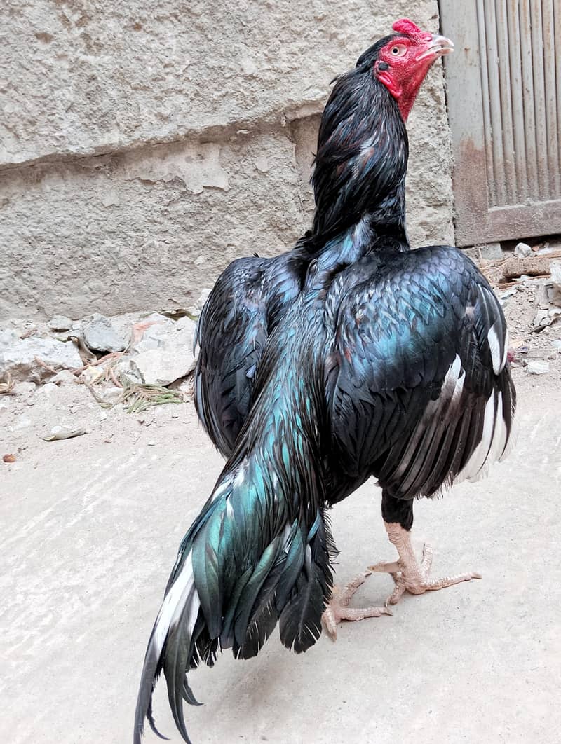 mushka 5