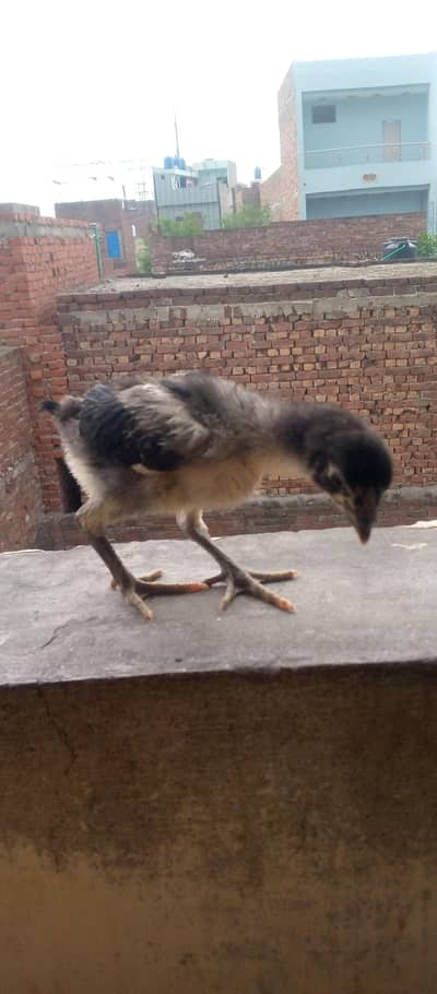 Thai aseel chicks