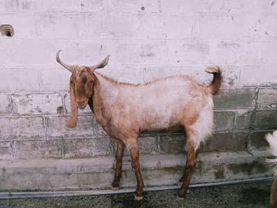 bakary for sale