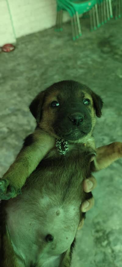 German shepherd puppy for sale