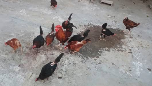 9 Golden misri Hens