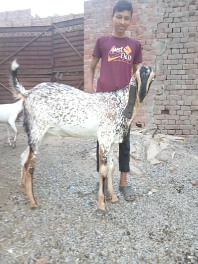 Dasi bakray for Qurbani