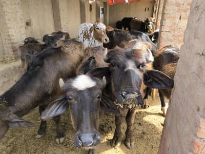 Katta wacha for sale