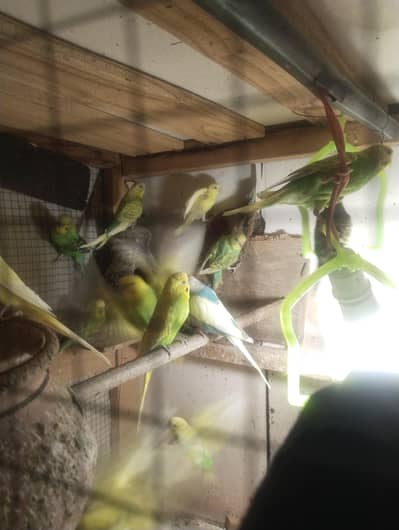 Australian parrot budgies
