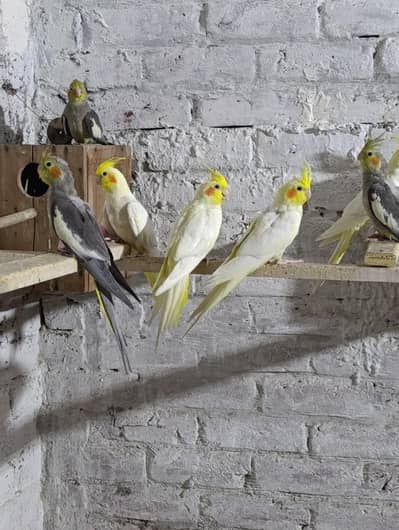Cocktail parrot