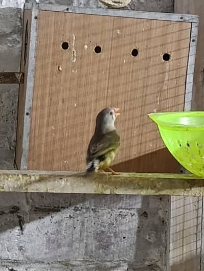 zebra finch