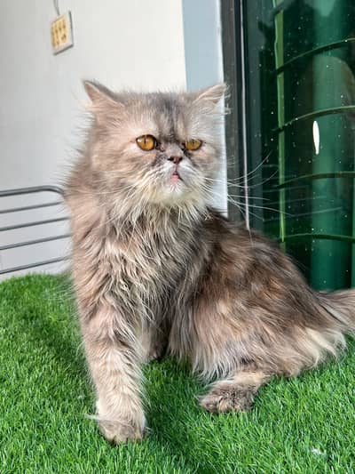 Persian