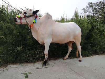 For qurbani 2026