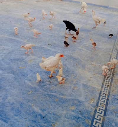 aseel female and chicks