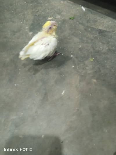 cocktail chick