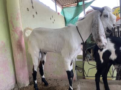 Qurbani k liye bakra