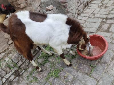 Donda beetal Bakra