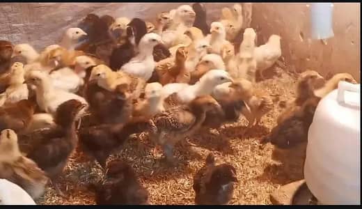 Golden Misri Chicks