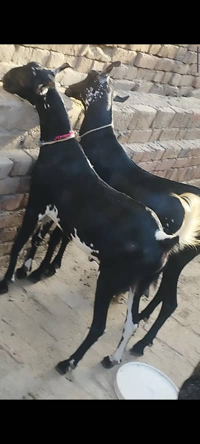Burberry 2 Bakra      2 Dand Qurbani 2026 for sale