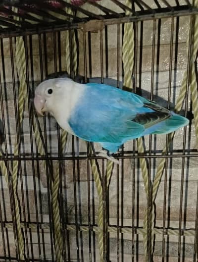 Latino Personata Love Birds