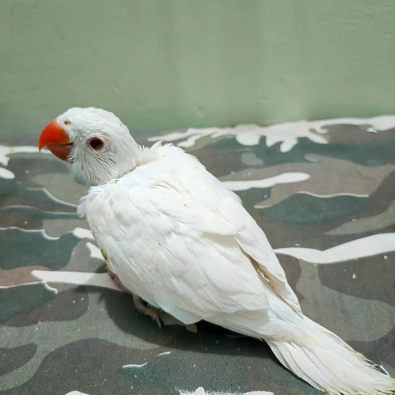 Ringneck chicks 1