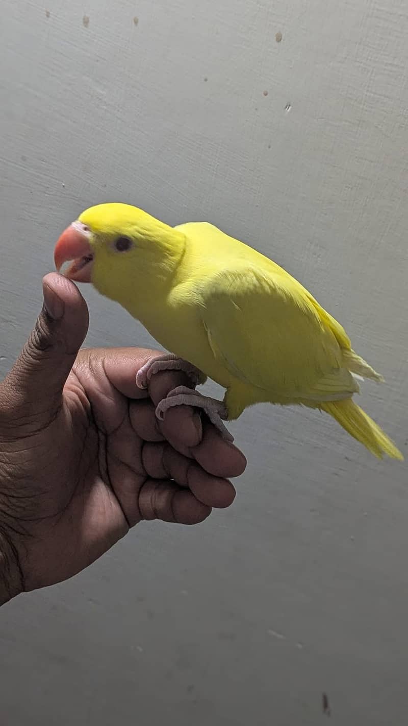 Ringneck chicks 2