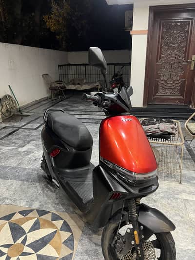 Evee schotie for sale