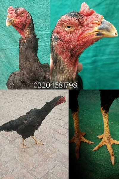 king size shamo female 03204581798