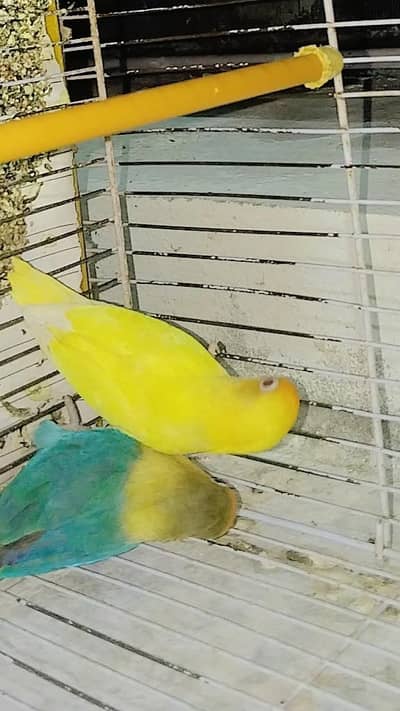 Parrot 