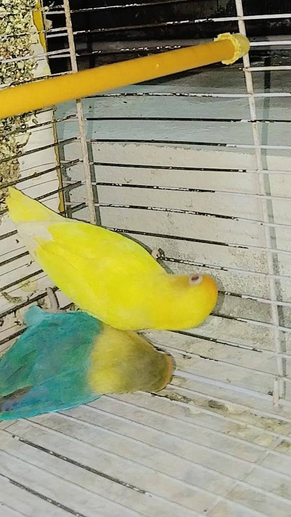 Parrot  0