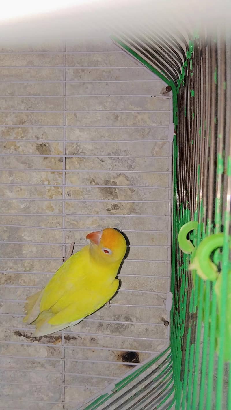 Parrot  1