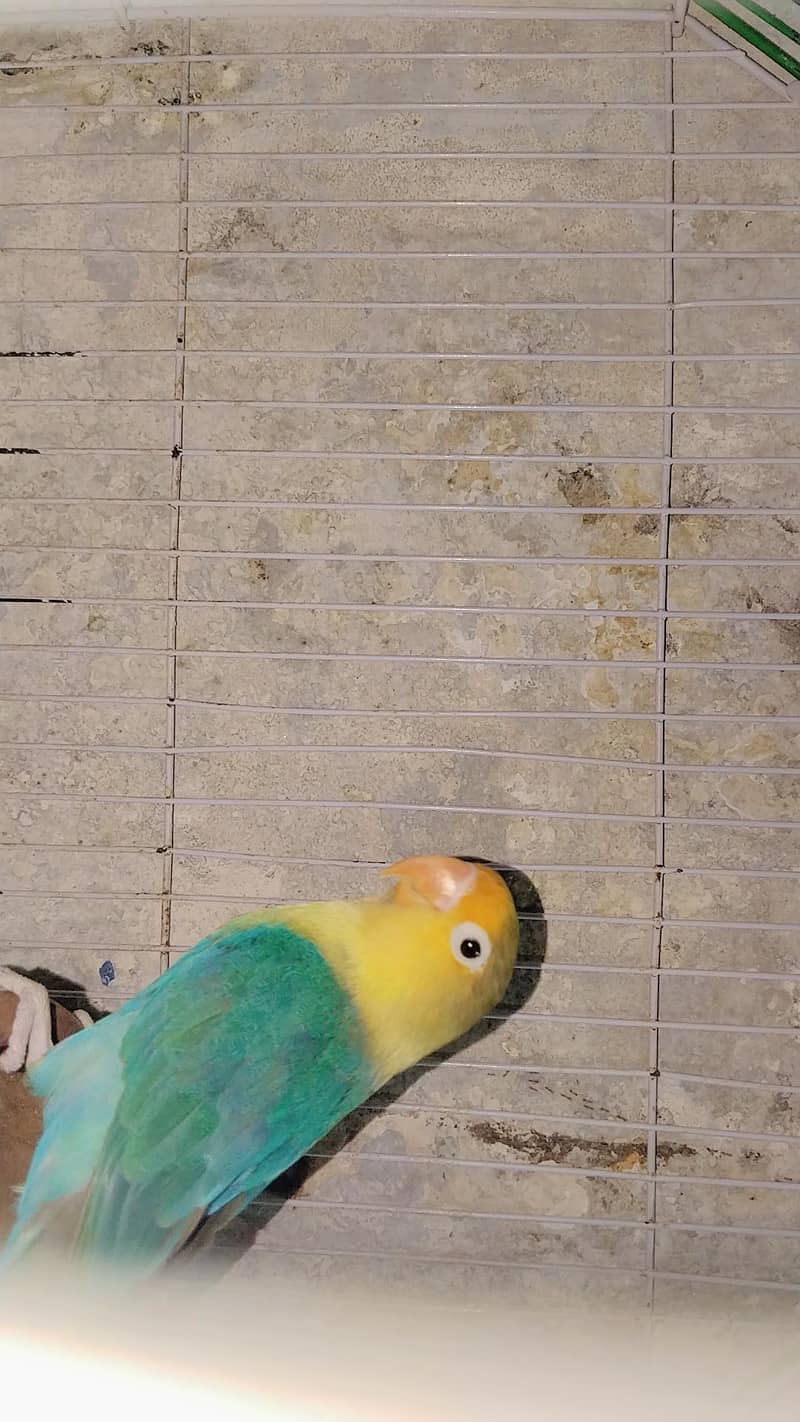 Parrot  2