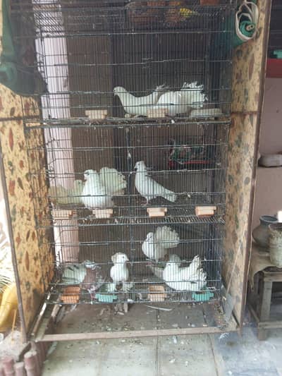 pigeon cage for sale urgently (پنجرا)