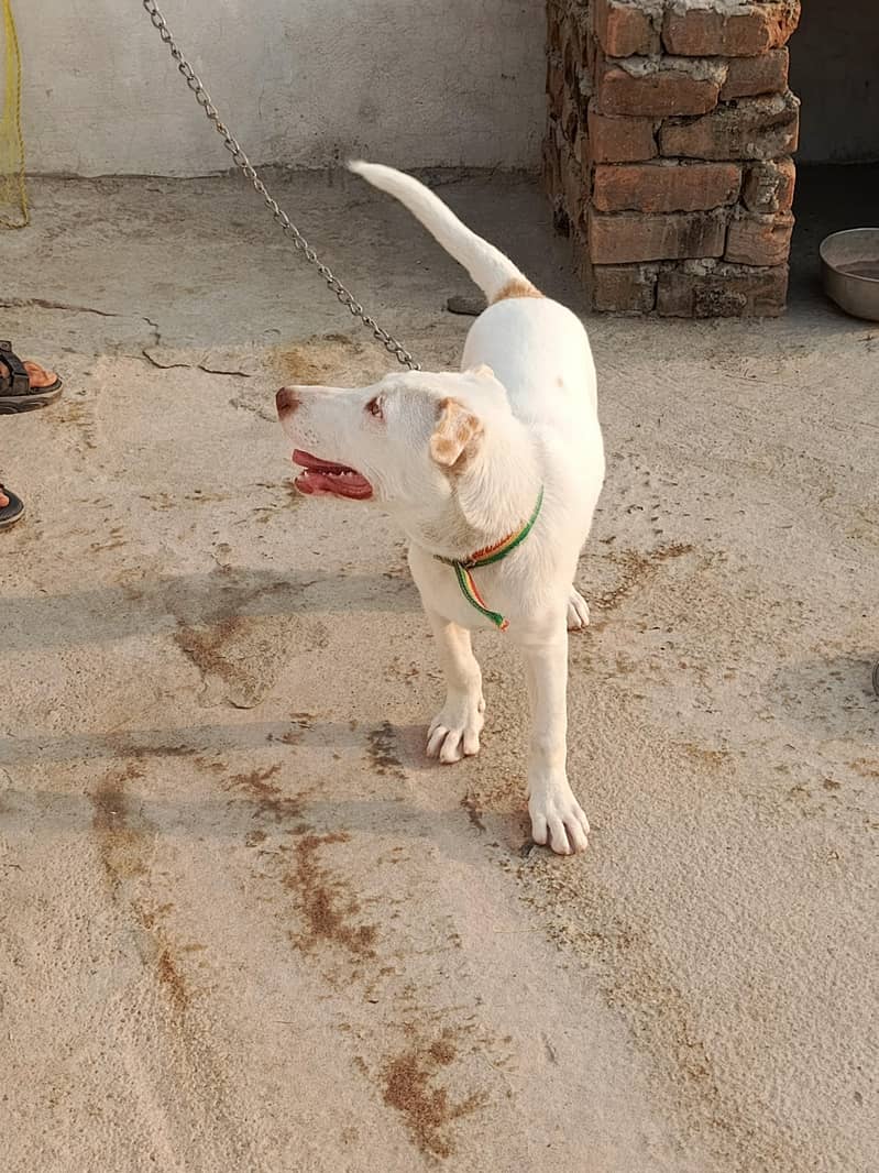 bully ghultar 1