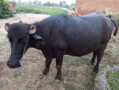 Qurbani k liay tyar jhoti Serious person msg kryn