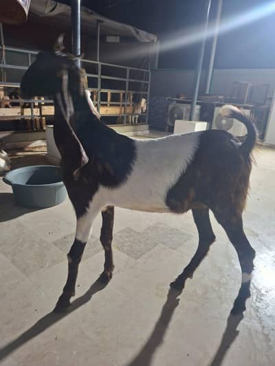 Avlibale Bakra forsell urjent sell