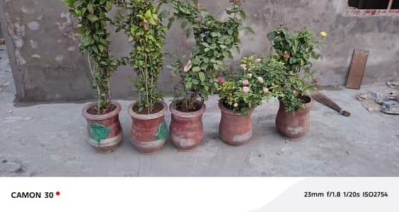 Plants with Gamla