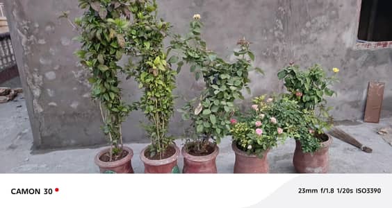 Plants with Gamla