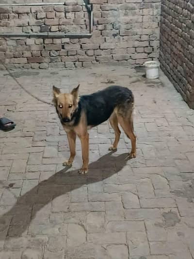 Alsatian female for sale