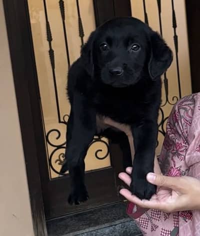 Black Labrador Female 2 Months Old