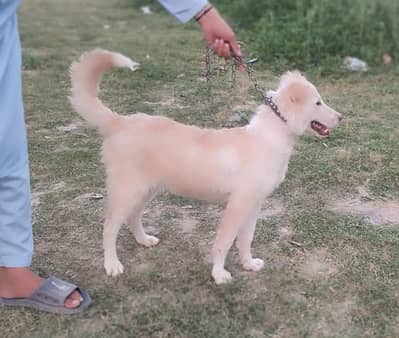afgan kuchi dog 4 month