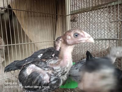 Aseel Chicks 03116903080