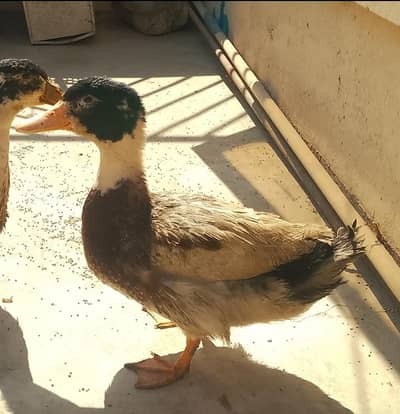drake male duck for sale