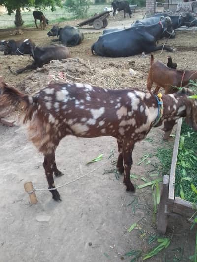 Red Bakra
