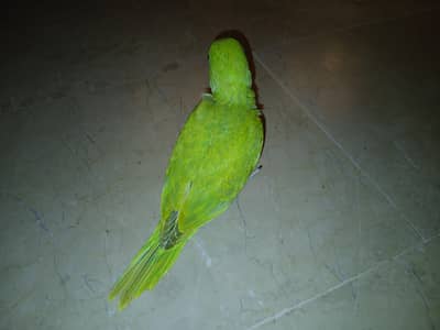 Green Ringneck Chick